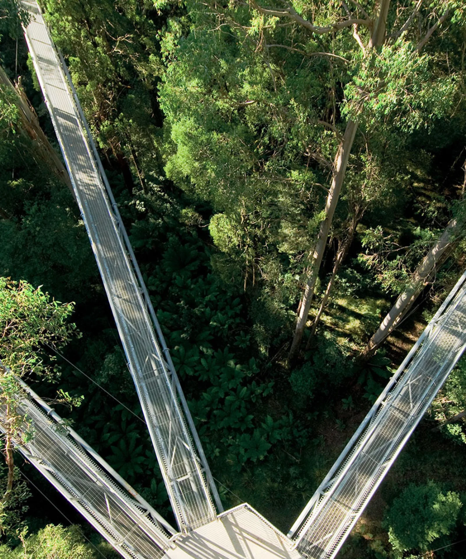 Aerial view of three elevated walkways converging in a lush, green forest canopy, symbolising the interconnected principles of GreenCoding.