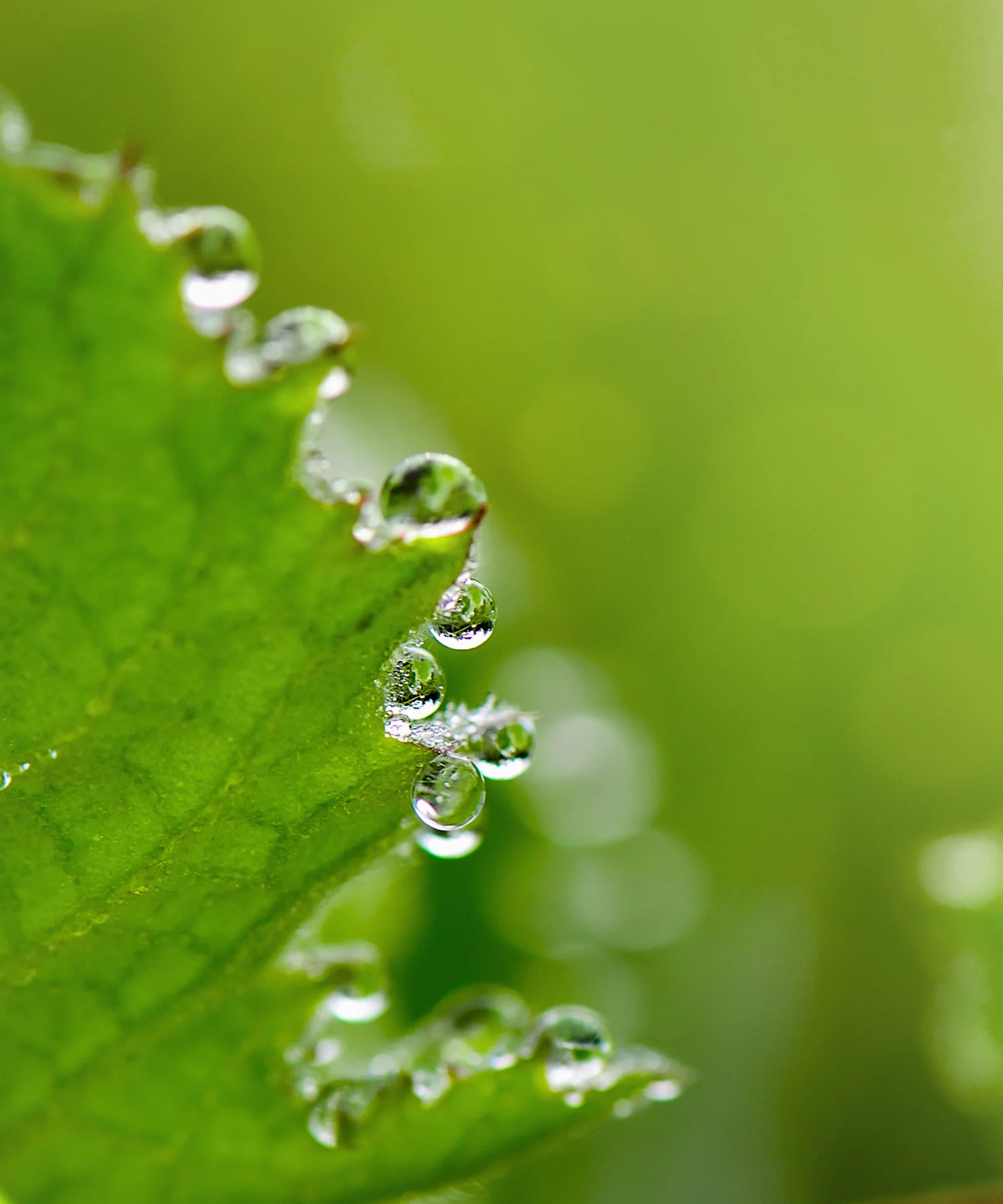 La imagen presenta un primer plano de varias gotas de agua delicadamente adheridas al borde de una hoja verde. Las gotas son transparentes, reflejan la luz y crean una sensación de frescura y pureza. El fondo verde vibrante está suavemente difuminado, lo que atrae la atención hacia los intrincados detalles de las gotas y la textura de la hoja. Esta fotografía captura la esencia de la belleza y la resiliencia de la naturaleza, lo que la convierte en una metáfora visual ideal para los bonos verdes, las iniciativas de sostenibilidad y las inversiones con conciencia ambiental. Destaca la importancia de preservar y cuidar nuestros recursos naturales para un futuro sostenible.