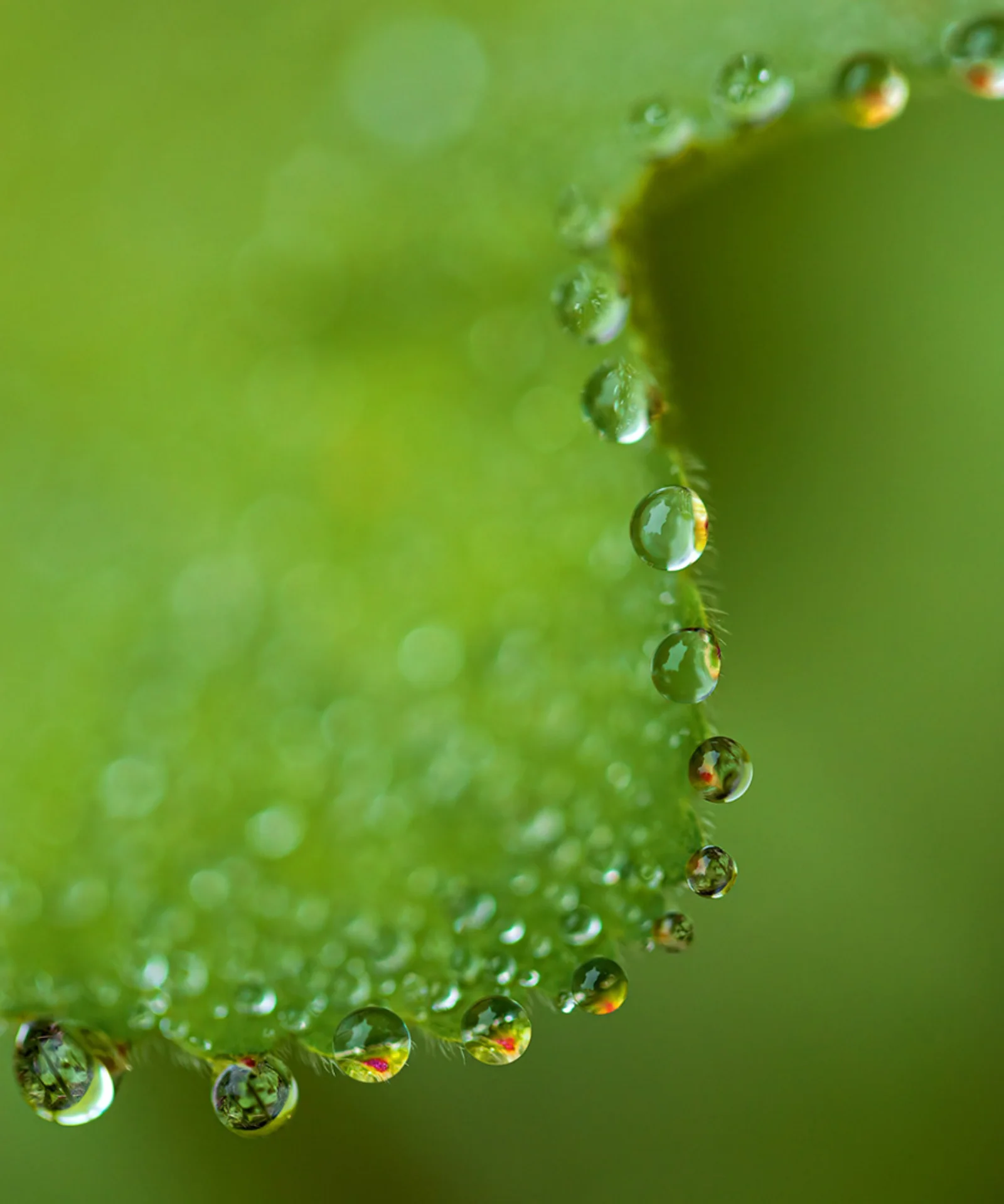 Explore o mundo inovador da gestão de títulos verdes com a Genesis. A imagem apresenta um close-up de gotas de orvalho em uma folha verde vibrante, refletindo a sustentabilidade e o crescimento associados aos títulos verdes. Descubra como as soluções de títulos verdes da Genesis podem ajudar a financiar projetos ecologicamente corretos e dar suporte à transição para um futuro mais sustentável com os insights de especialistas da GFT.