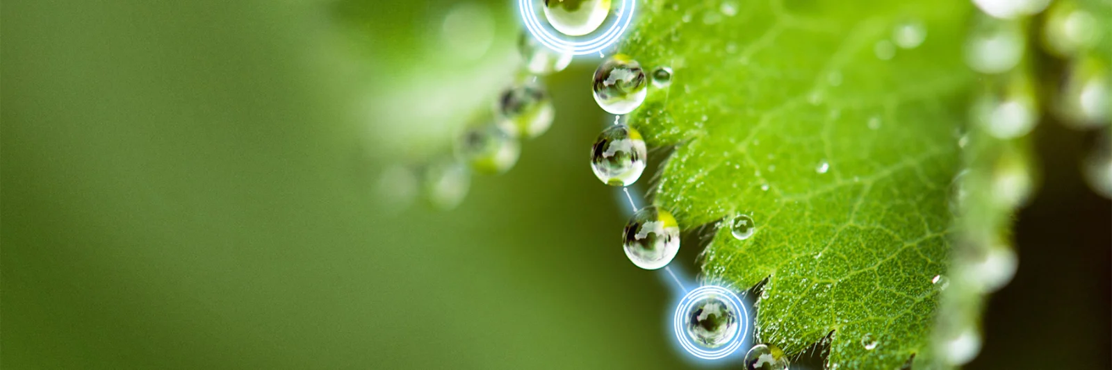 Close-up of dewdrops on a green leaf, symbolising sustainability and digital innovation in green bond tokenisation.