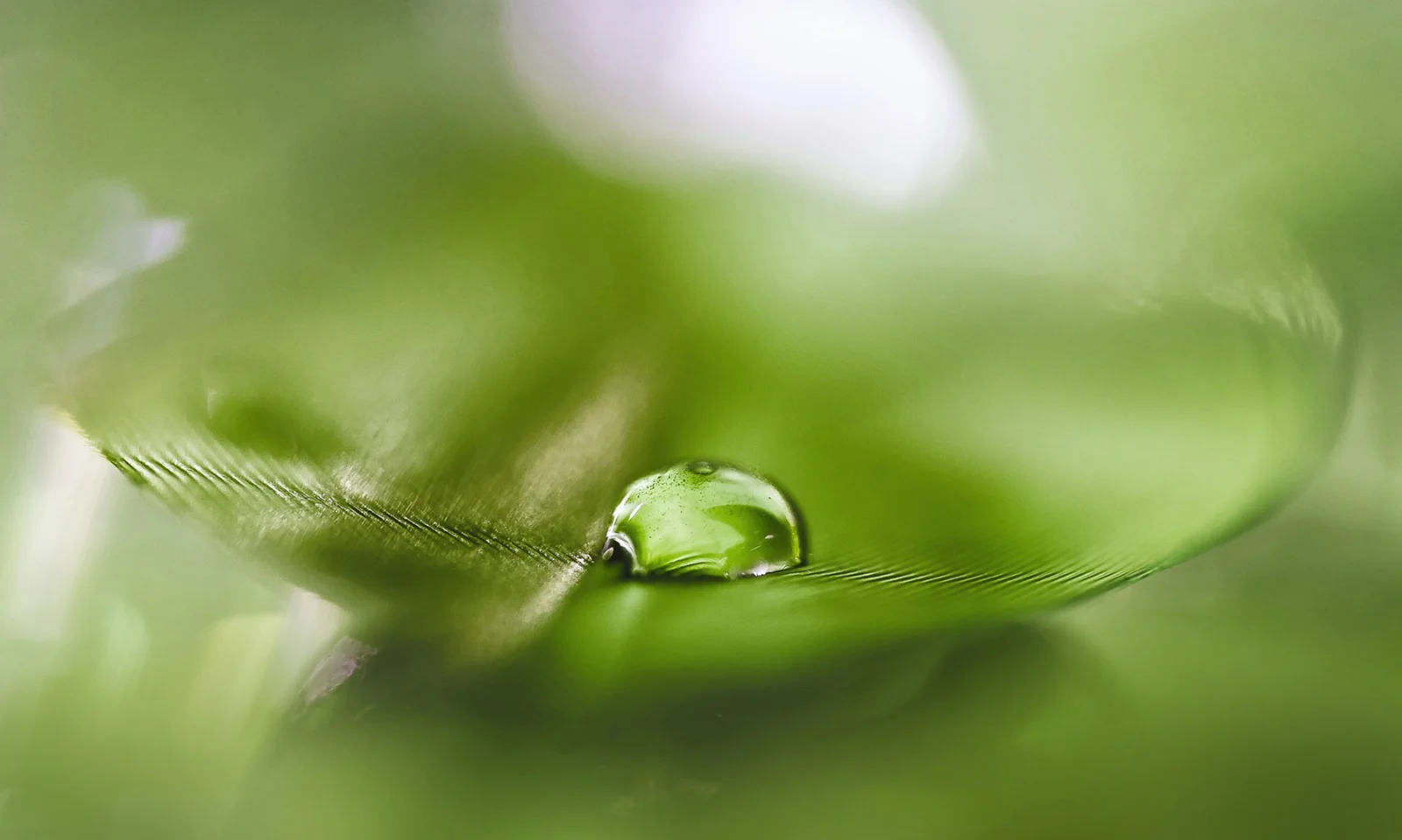 Macro shot of a single water droplet on a green leaf, symbolizing sustainability and environmental focus.