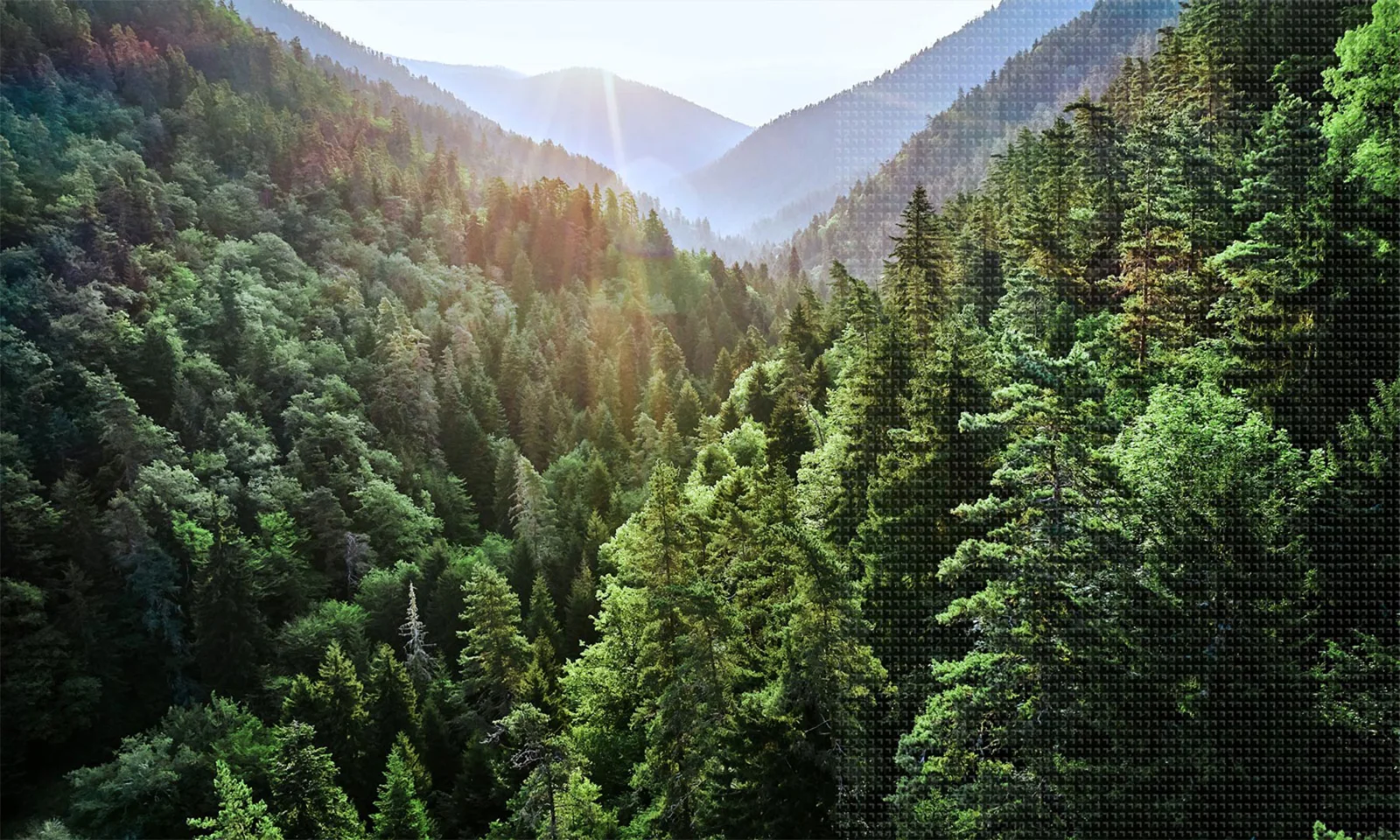 A lush, green forest landscape with sunlight filtering through the trees, representing sustainability