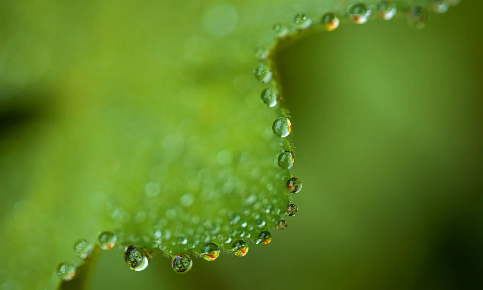 Entdecken Sie mit Genesis die innovative Welt des Green-Bonds-Managements. Das Bild zeigt eine Nahaufnahme von Tautropfen auf einem leuchtend grünen Blatt und spiegelt die Nachhaltigkeit und das Wachstum wider, die mit Green Bonds verbunden sind. Entdecken Sie mit den Experteneinblicken von GFT, wie die Green-Bond-Lösungen von Genesis zur Finanzierung umweltfreundlicher Projekte beitragen und den Übergang zu einer nachhaltigeren Zukunft unterstützen können.