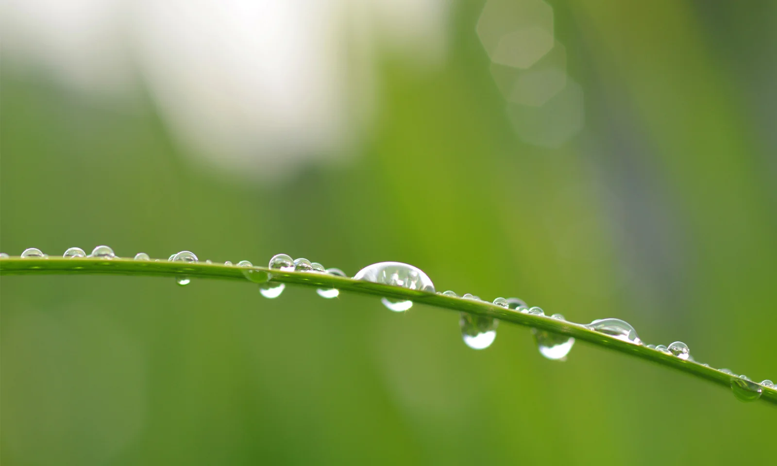 Close-up of dew drops on a blade of grass, symbolizing growth and sustainability, in a green, blurred background.