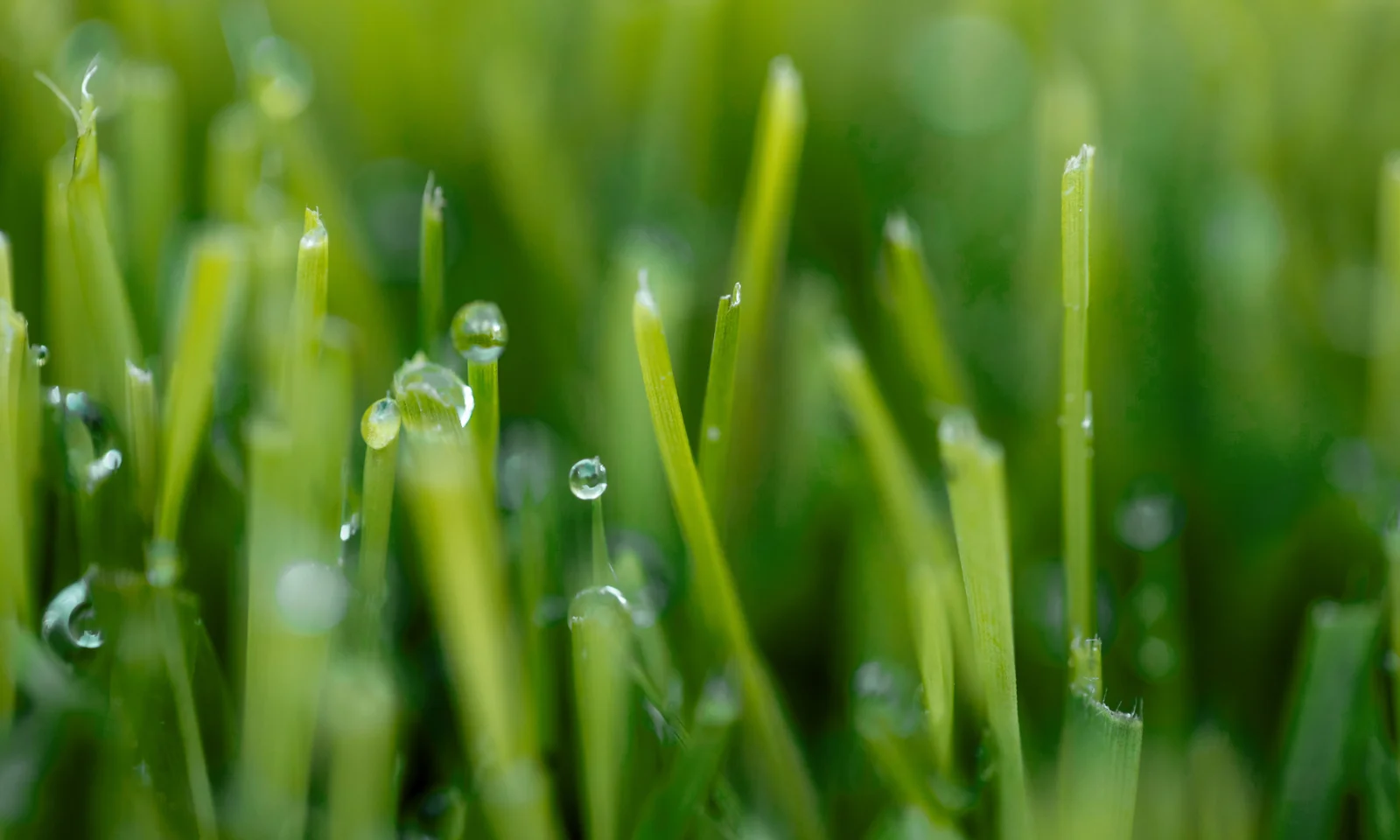 Primer plano de hojas de hierba verde fresca con gotas de rocío, que simbolizan iniciativas sostenibles y ecológicas.