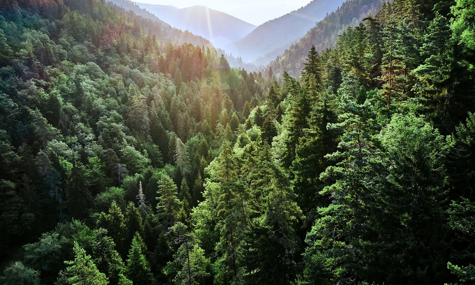 A lush, green forest with sunlight streaming through the trees, symbolizing GFT&#039;s dedication to sustainability and environmental stewardship.